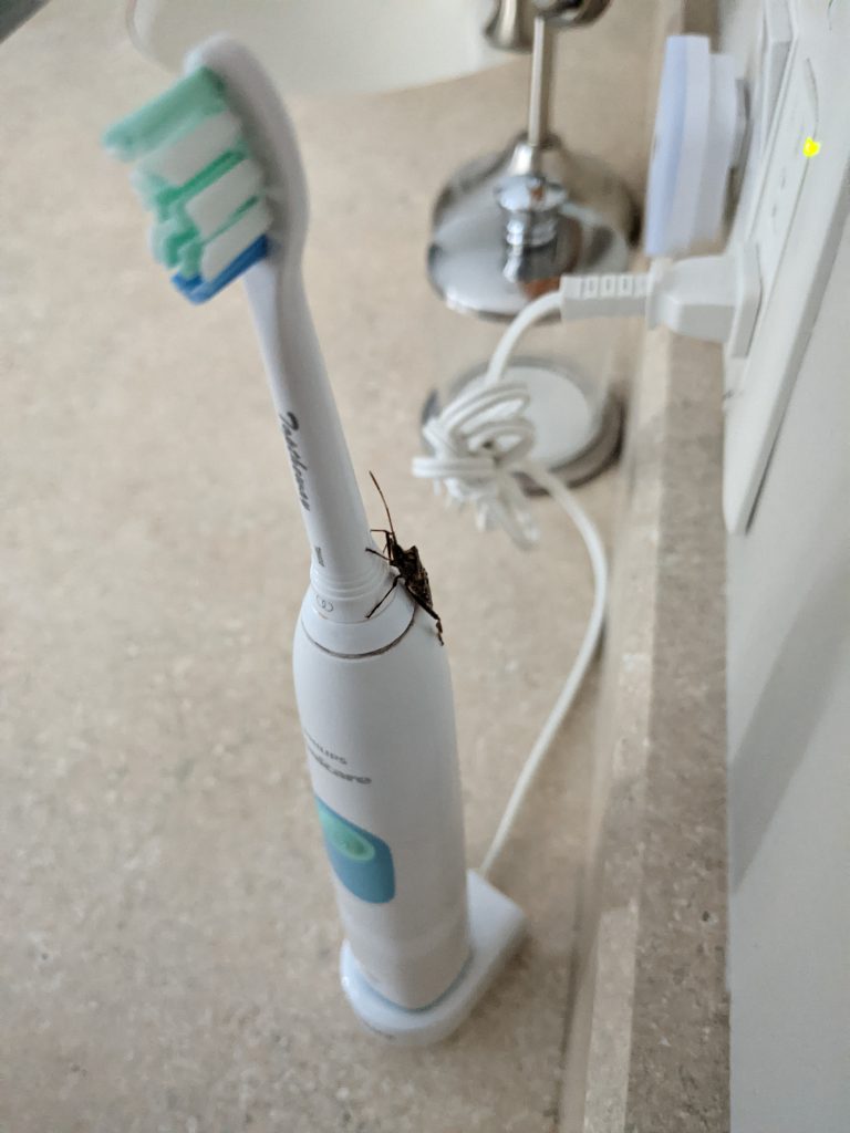 Not what you want on your toothbrush