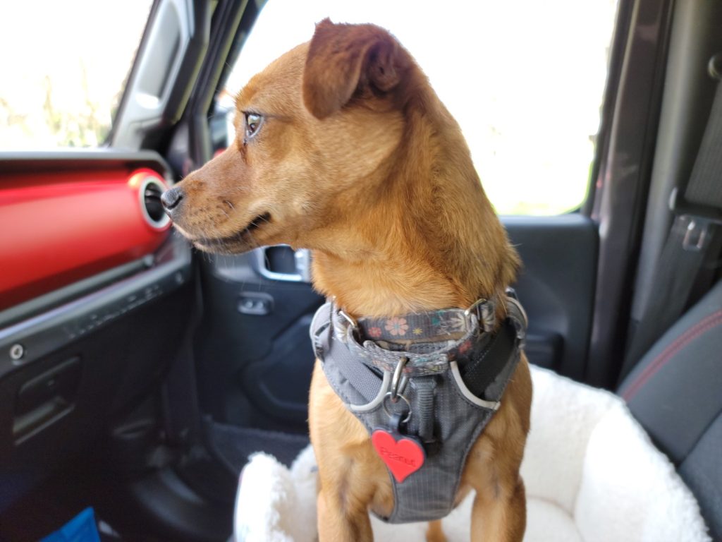 Dog looking out windshield