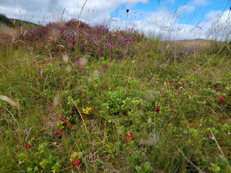 Flora on the moorland at Atholl Estate
