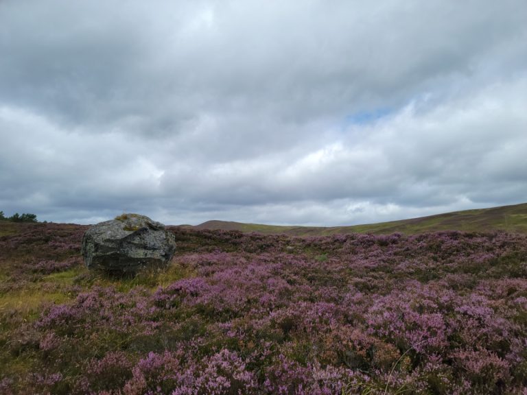 Heather on the moorland at Atholl Estate