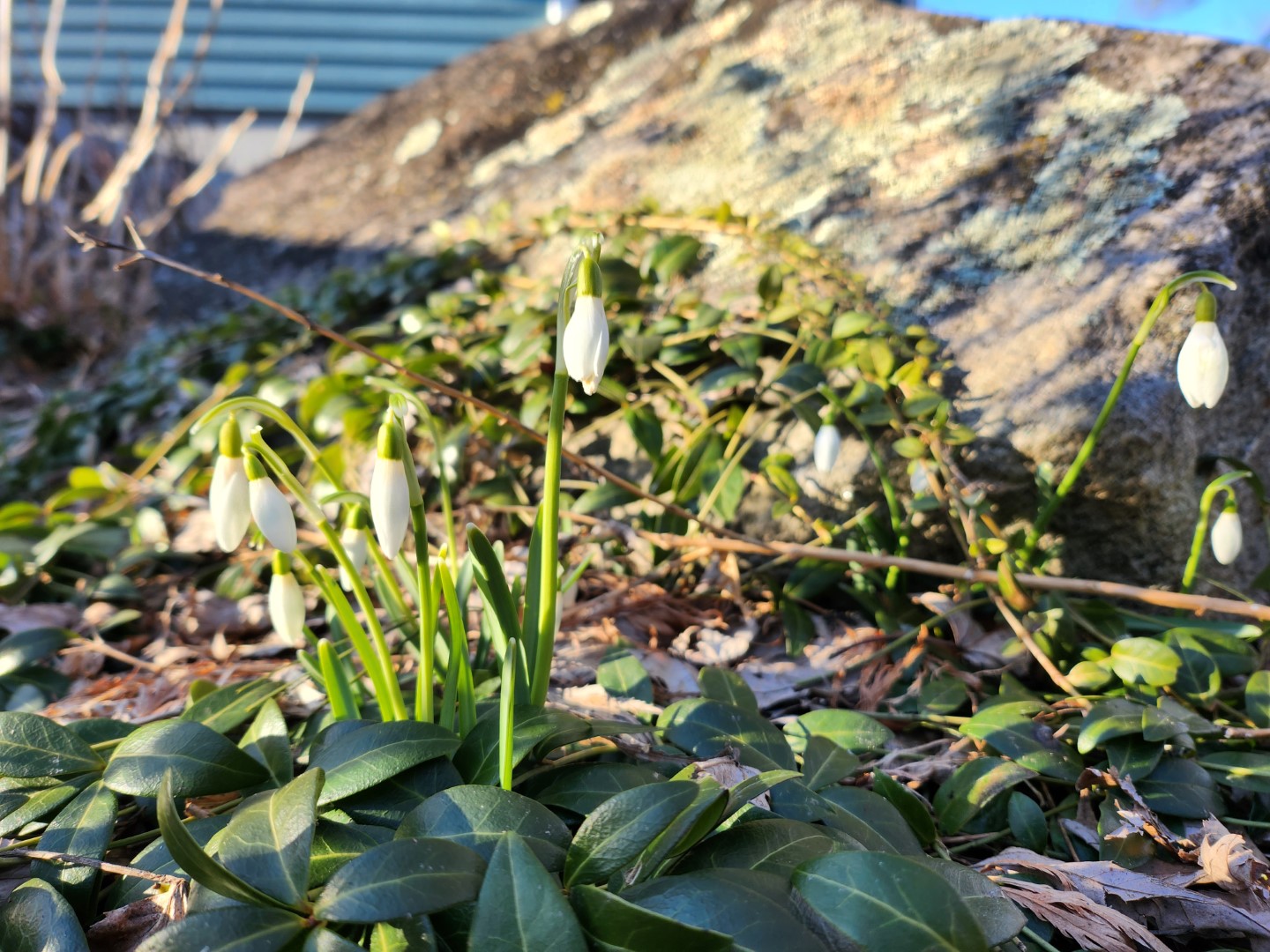 Close-up shot of snow drops blooming in front of a big granite rock