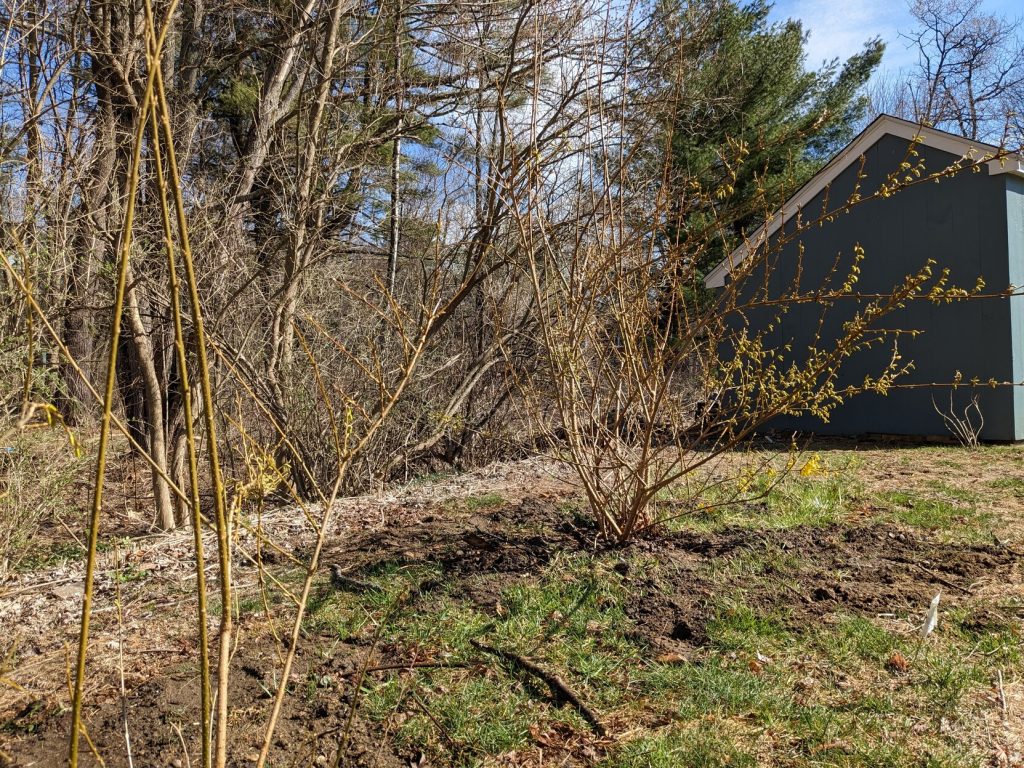 Two small forsythia bushes, recently transplanted and about to bloom, fingers crossed