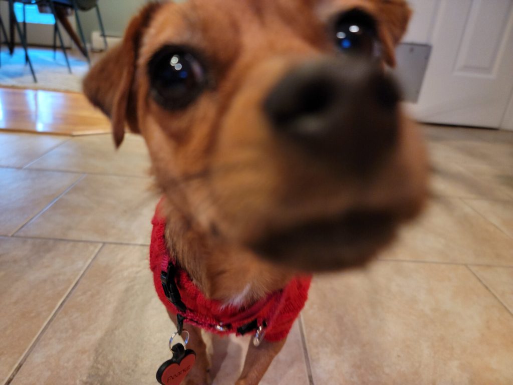 A small brown dog in a red sweater comes very close to the camera with her nose.