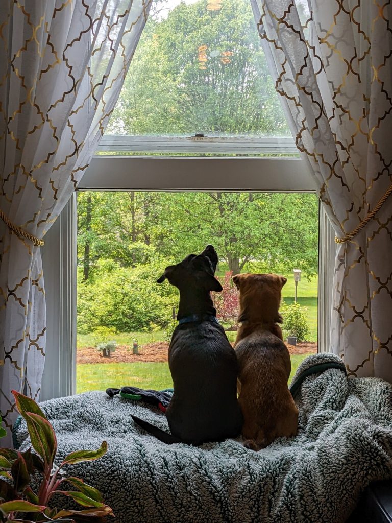 Two small dogs look out a window, sniffing the spring air.