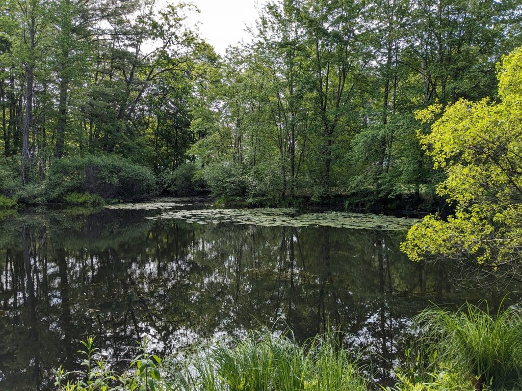A pond is surrounded by trees and covered in lily pads.