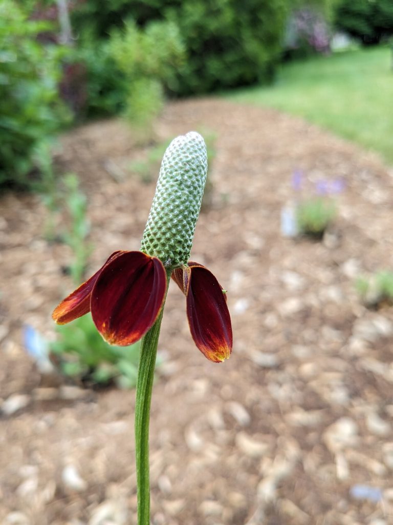 A single flower atop a long stem. This regular/symmetrical flower has drooping petals that go from dark red at the center to a rich yellow tip. The seed head is tall, and is even larger than the petals.